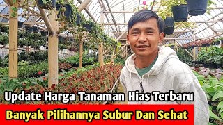 Update Harga Tanaman Hias Terbaru Di Bandung | Banyak Jenisnya Harga Terjangkau