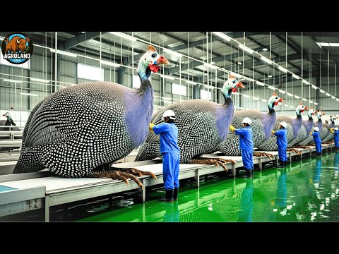 How Millions Of Guinea Fowl Are Raised For Meat In China Inside The Guinea Fowl Farming Industry
