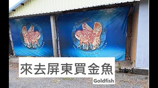 元旦屏東買金魚  Goldfish farm  in the Taiwan