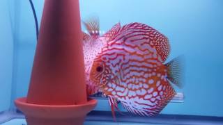 Pigeon blood discus breeding