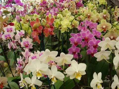 Video: Cura dell'orchidea di pavone - Impara come coltivare i bulbi di orchidea di pavone