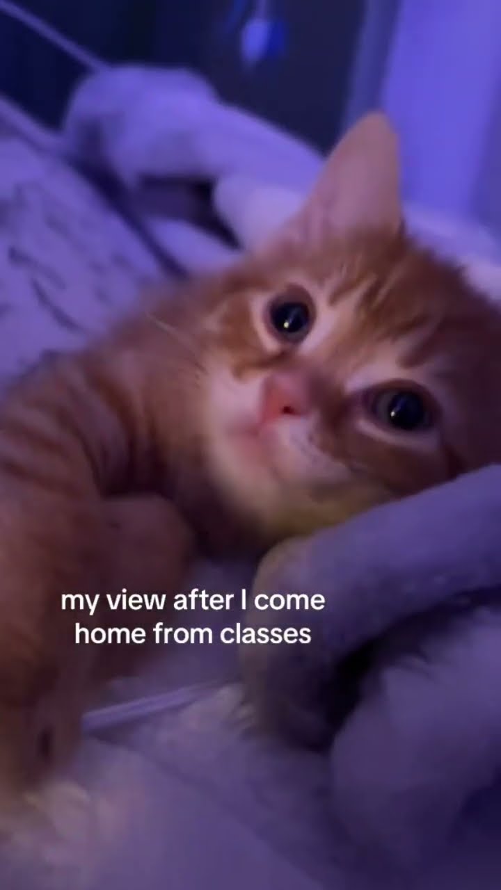 Kittyo like yeah we just vibing at the crib