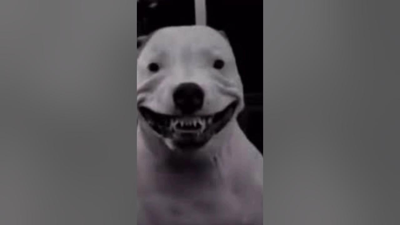 SkinWalker Dog Scary ๐ฑ๐ shorts YouTube