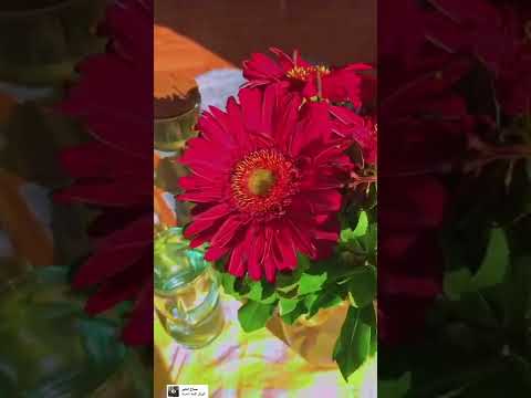 صباح وقهوة وشمس   