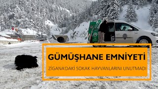 Zigana Dağının terk edilmiş köpekleri polis koruması altında