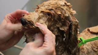 Mini Goldendoodle Puppy Gets a Makeover by Jack Armour 1,995 views 1 year ago 5 minutes, 8 seconds