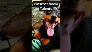 Doberman Pinscher Vocal Talents #dobermanpinschers
