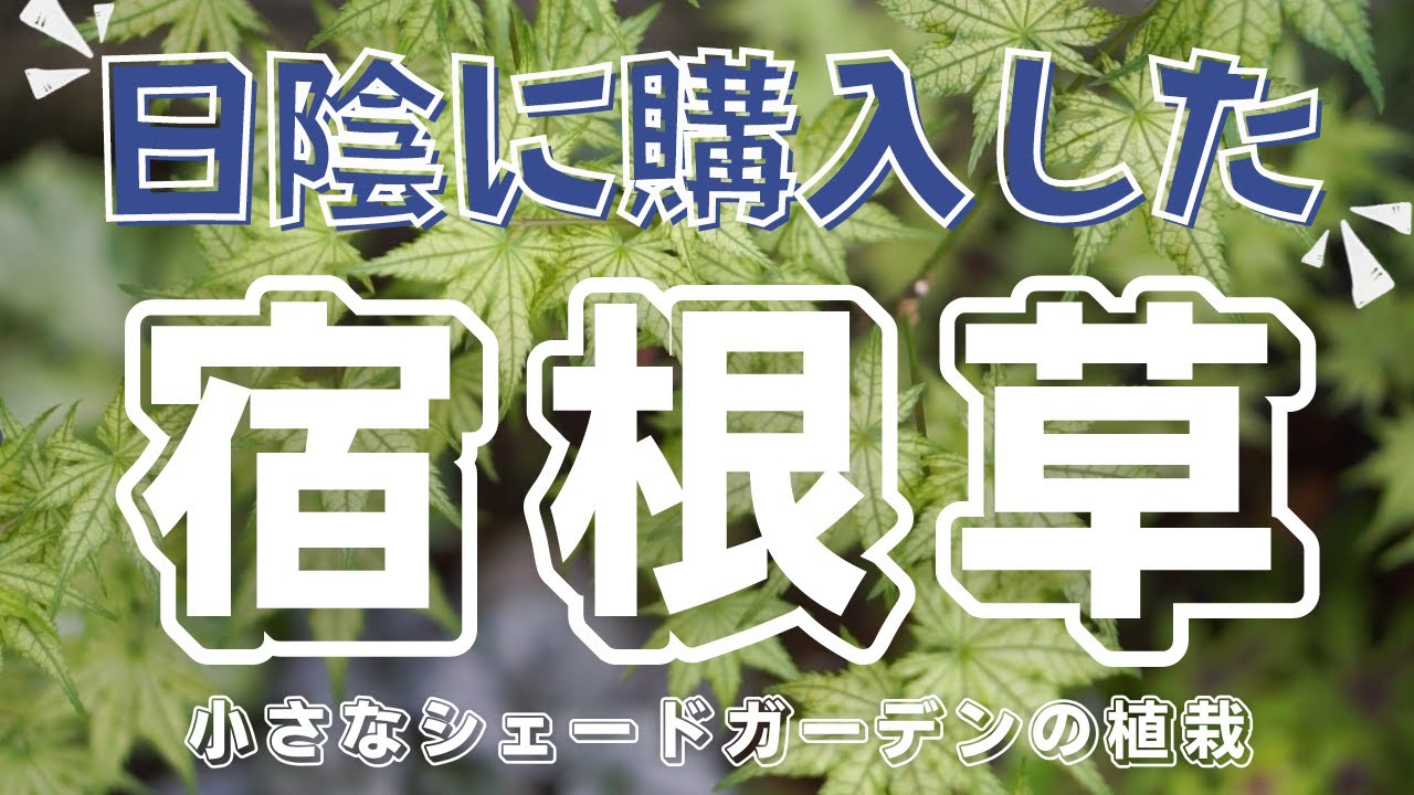 日陰に購入した宿根草 おぎはら植物園で購入したシェードガーデンに最適な宿根草をご紹介します Youtube