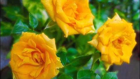 صوت عذب و مؤثر لسورة القدر