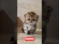 wait till the end #shorts