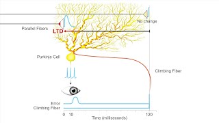 Neural Learning in the Cerebellum: Adaptive Tuning of the Timing Rules for Associative Plasticity