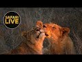 safariLIVE  - Sunset Safari - August 30, 2018