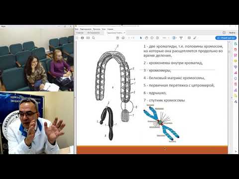 [Вебинар] Цитогенетические основы наследственности