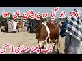 Qurbani 2026 Cholistani Sahiwal Dajili Bachre | Kot Chutta Mandi || Global Village Farming 