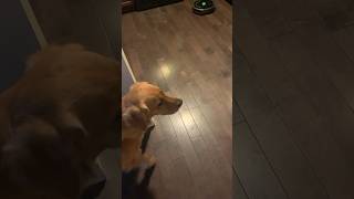 Ellie vs. Roomba part one