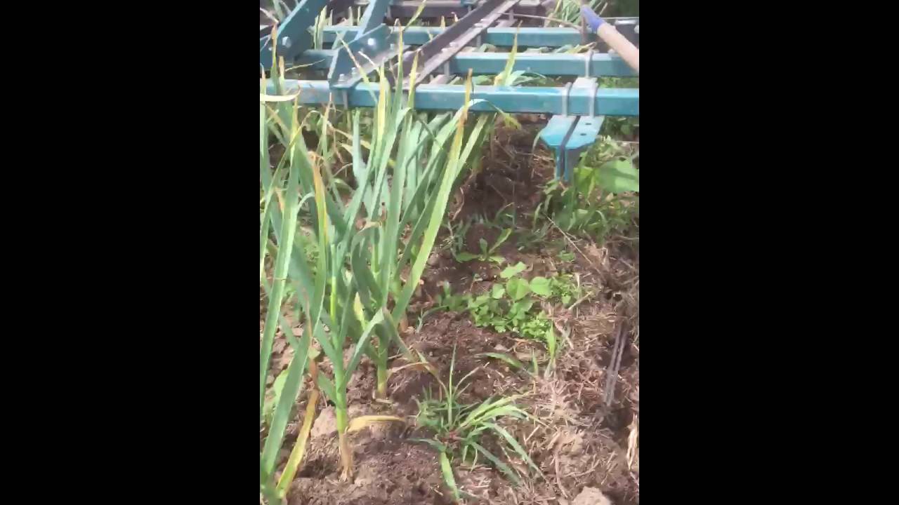 Garlic Harvest YouTube