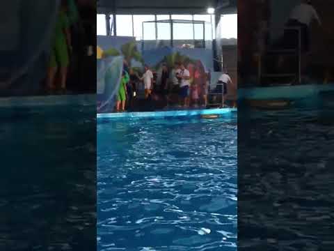 Дельфинарий 🐬 в Сочи-Паре. #дельфинарий #сочипарк #сириус #video #шортс