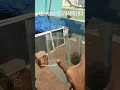 #trending #importedguppies #display tank#subscribe #follow......