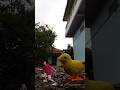 ide creative videos dikejar anak ayam #trending #creative #fotoediting #videoediting