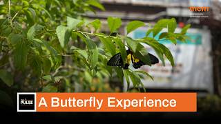 A butterfly experience in Wheaton