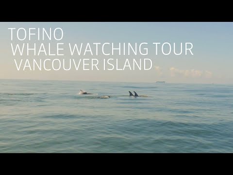 Video: Walvissen spotten in Vancouver: de complete gids