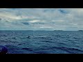 Dolphins jumping in the maldives dhigalimaldives 4k