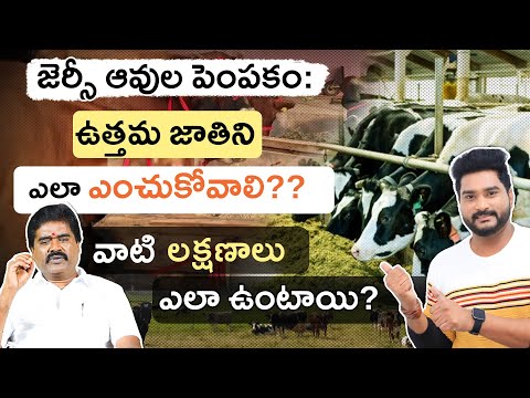 Jersey Cow Farming - How to Choose the Best Breed? Characteristics & Key Selection Tips | Part 1