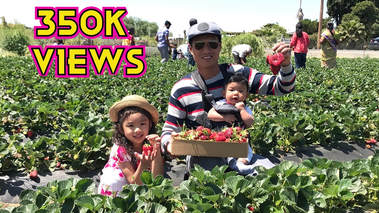 UPICK STRAWBERRY Farm 2019 🍓 Brentwood, CA បេះផ្លែស្ដូវបេរី