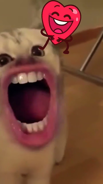 numa cat #shortvideo