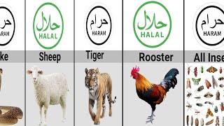 Halal and Haram Animal Meat in Islam | Halal and haram animals | data rivalry