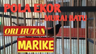 Pola Ekor Murai Batu Ori Hutan MARIKE