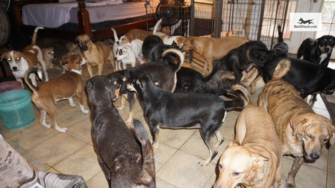 Woman Shelters 97 Dog In Her Home During Hurricane Dorian - YouTube