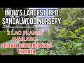 Red SandalWood Nursery,Red Chandan Available #southindian #redsandalwood #nursery #largestnursery