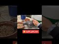 Pigeon المراره اكسبلور المراه Birds التغطيه طيور البخل حمام الوكره Pigeon المراره اكسبلور المراه Birds التغطيه طيور البخل حمام الوكره