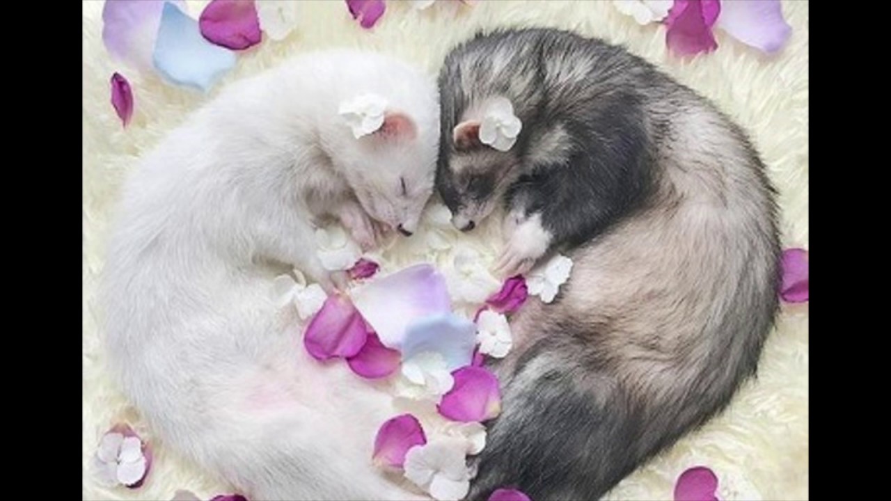 Download 面白 画像 まとめ 動物のおも