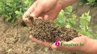 Fairplant HD Fruit tree rootstocks