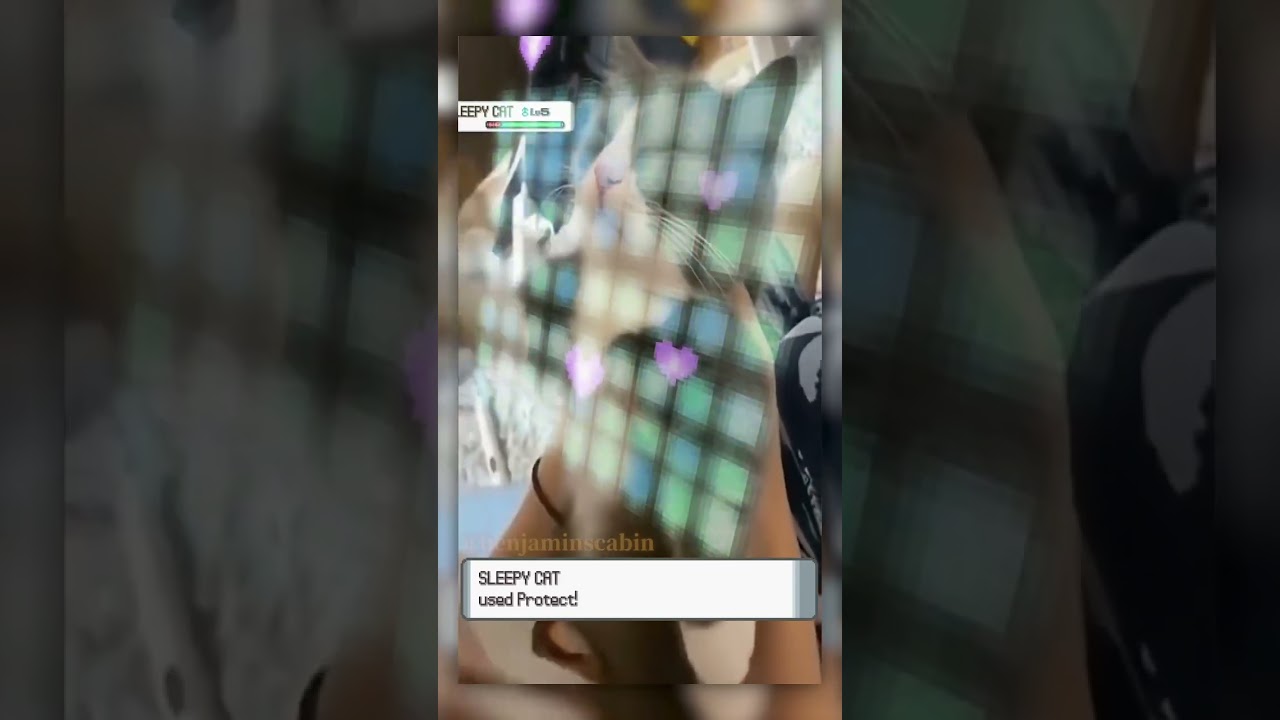 Sleepy Cat used Protect! 💤 