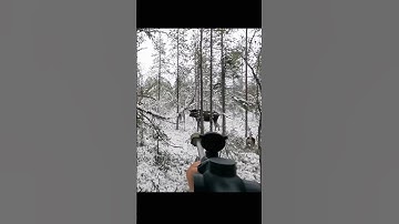 Hunting a big moose at very close #hunting #chasse #moose #deer