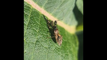 spined assassin bug #assassinbug #Sineadiadema