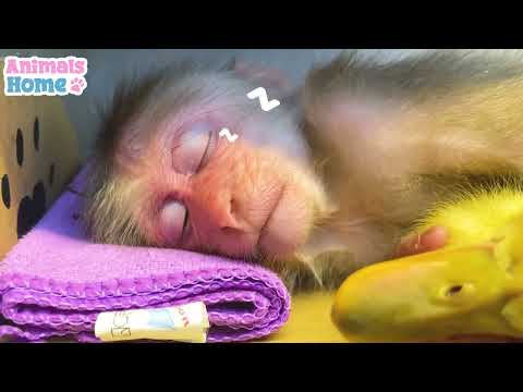 Macaco BiBi colhe fruta para fazer sumo de melancia