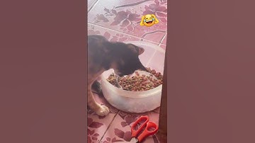 Bắt được rắn mối