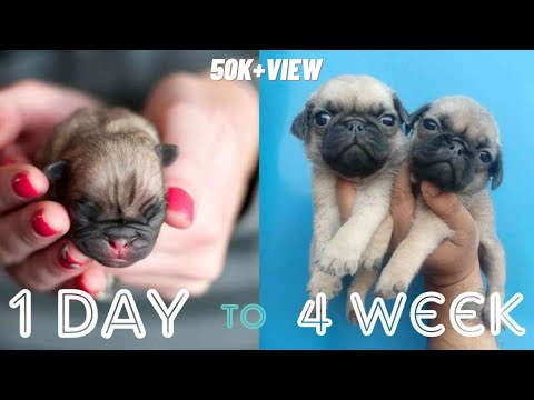 Pug puppies growth day 1 to 4 week | pug puppies transformation | pug puppies growing video