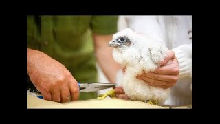 2024 Peregrine Falcon Banding