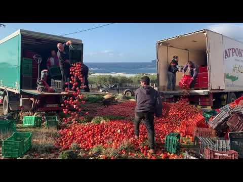  ΑΠΟΓΝΩΣΗ | παραγωγοί πετούν στα πρόβατα 50 τόνους ντομάτα/μέρα – ασφυκτικές οι πιέσεις της αγοράς (video+photos)