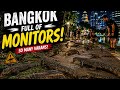 😲 Why Are There So Many Lizards Here?