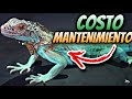 Costo Mantenimiento Iguana