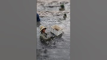 Crayfish vietnamese | Cách bắt tôm CÀNG XANH cực dễ Ở MIỀN TÂY #tomcanhxanh #crayfish