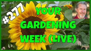 End of Season Lessons (Q&A)
Gardeners all have lessons learned at the end of each season. Whats yours? Gardener Scott discusses some of the highlights of his growing season, offers advice for gardening success, answers gardening questions, shares gardening philosophy, and more. (Nov 24, 2025)
Get Gardener Scotts book, Gardener Scotts Guide to Raised Bed Gardening: https://amzn.to/3WPzpZP
⚠️ PLEASE READ THE LIVESTREAM GUIDANCE HERE: ⚠️
⚠️ If you put ”@Gardener Scott” at the beginning of your question, it will be easier for me to see. QUESTIONS WITH ALL CAPS ARE NOT HELPFUL.
⚠️ As I see questions, I’ll do my best to answer in the order they appear. However, if someone gives a super chat or “super sticker” with a question, their question becomes a priority and moves to the front of the queue. Channel members will also receive priority. Comments that pertain to the topic of the week are also more likely to be acknowledged.
⚠️ Because I have a limited amount of time, if I miss a super chat question this week, it will be answered at the beginning of my next livestream next week.
⚠️ Your super chat/sticker is a donation that I appreciate very much.
⚠️⚠️ I’m answering YouTube questions to give actionable tips you can use to become a better gardener. While I have many years of gardening experience and training, please understand that every garden is different and my suggestions may not be the best action for your garden. I encourage you get information from other sources too.
Thanks for your understanding and support!
Get Gardener Scotts book, Gardener Scotts Guide to Raised Bed Gardening: https://amzn.to/3WPzpZP
Click this link to SUBSCRIBE to Gardener Scott: https://www.youtube.com/channel/UCWsI0LmiDyezbnN2JCL4P9w?view_as=subscriber?sub_confirmation=1
Get special perks and join the Gardener Scott Community. Click the JOIN button or link here:
https://www.youtube.com/channel/UCWsI0LmiDyezbnN2JCL4P9w/join
To support the channel, you can click on these affiliate links:
GreenStalk vertical garden system: https://greenstalkgarden.com/?rstr=GARDENERSCOTT
Use code GARDENERSCOTT for a $10 discount.
Seed starting and greenhouse supplies:
https://www.greenhousemegastore.com/GARDENERSCOTT
Use code GARDENERSCOTT for discounts
Gardening supplies from Epic Gardening: https://lets.growepic.co/1483
Use code GARDENERSCOTT for 5% discount
Garden in Minutes metal beds and grid watering systems: https://glnk.io/9ym2y/
Use Code GARDENERSCOTT7 to save 7%
Planter garden planning app. Click this link for 25% off the Planter Premium subscription (the discount code is embedded already): https://planter.garden/promo/GardenerScott
Planta Greenhouses:
plantagreenhouses.com/gardenerscott
Use code GARDENERSCOTT for $150 discount
IV Organic fertilizer and plant protection: https://ivorganics.com/store/
Use Promo code GARDENER for 10% off
T-shirts, mugs, and more at the Gardener Scott Store:
https://gardener-scotts-store.creator-spring.com
If you use Amazon and want to buy anything at all, click through with this affiliate link: http://www.amazon.com/?tag=gardenerscott-20
Tempest Weather Station
https://shop.tempest.earth/?ref=gardenerscott
Use code GARDENERSCOTT for 10% off
Botanical Interests seeds: https://shareasale.com/r.cfm?b=250954&u=2415314&m=28945&urllink=&afftrack=
Survival Garden Seeds: https://survivalgardenseeds.com/?ref=GARDENERSCOTT
Use code GARDENERSCOTT for a 10% discount
Sow Right Seeds: https://sowrightseeds.com/?ref=skhraktx
Use code GARDENERSCOTT for a 10% discount
London Sunshine dehydrators: https://bit.ly/49snqWi
10% discount code: GARDENERSCOTT
Harvest Right Freeze Dryers:
https://affiliates.harvestright.com/1722.html
Forever Garden Beds for metal raised beds.
https://forevergardenbeds.com/?ref=GARDENERSCOTT
Use code GARDENERSCOTT for 10% off
Check out Gardener Scotts Recommended Gardening Books at: https://bookshop.org/shop/gardenerscott
#EnjoyGardening #GardenerScott
Links included in this description and referenced in videos might be affiliate links. As an Amazon Associate I earn from qualifying purchases. If you purchase a product or service with the links I provide, I may receive a small commission. There is no additional charge to you for those affiliate links and your support allows me to provide free content every week on the Gardener Scott channel.
Thank you for your support! End of Season Lessons (Q&A)