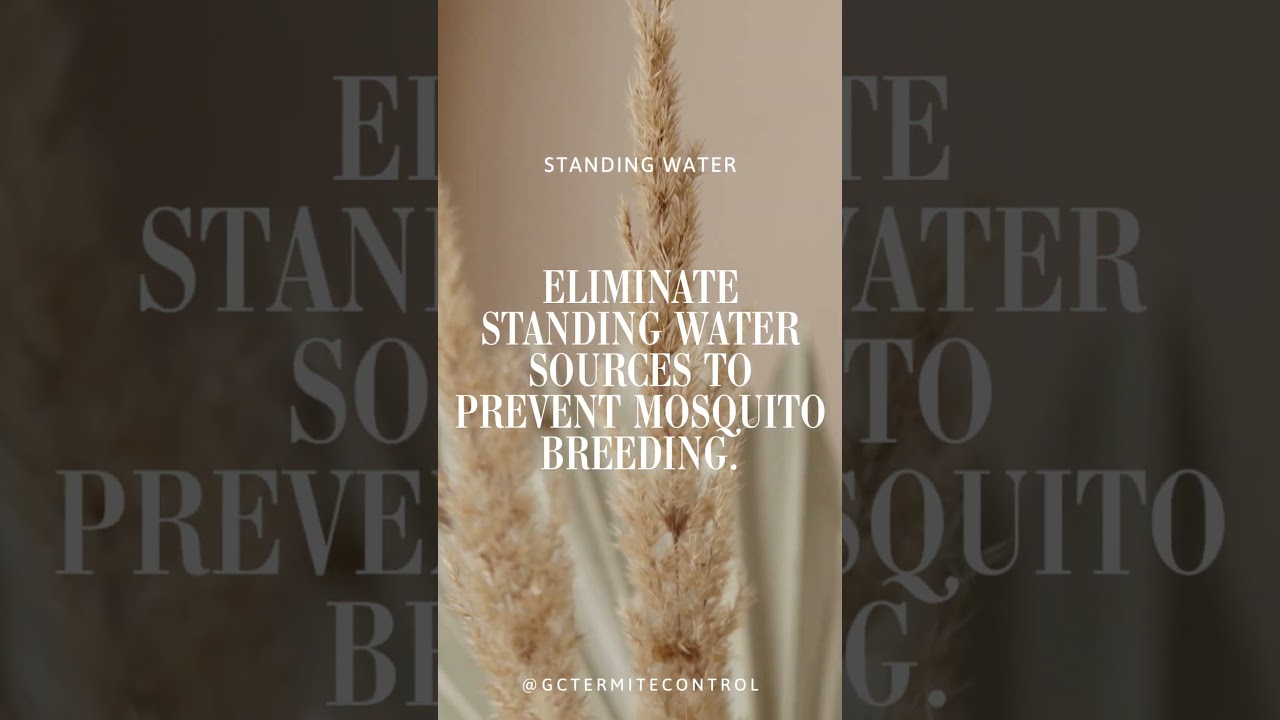 Pest Control Tips & Tricks: Standing Water