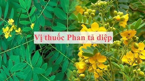 Tác dụng của vị thuốc PHAN TẢ DIỆP THEO y học hiện đại và y học cổ truyền